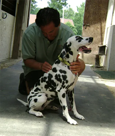 Dr. Bruce with a Dalmatian in a stable aisle