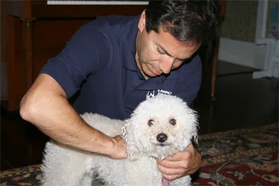 Dr. Bruce adjusting a white poodle