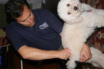 Dr. Bruce examining a white poodle