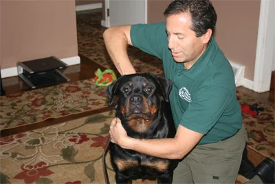 Dr. Bruce adjusting a Rottweiler