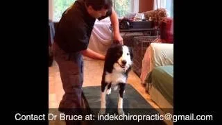 Video still of Dr. Bruce adjusting a border collie