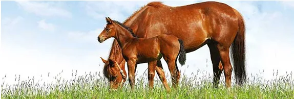 A mare and foal grazing under a blue sky