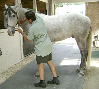 Dr. Bruce Indek adjusting a gray horse in a barn aisle