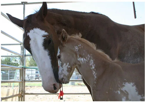 Two horses, a mare and her foal, at the fence